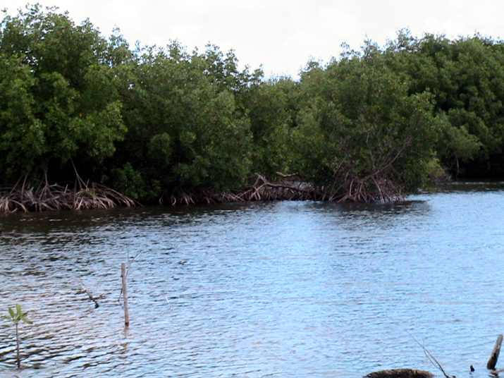 25 - Mangrove 023.jpg